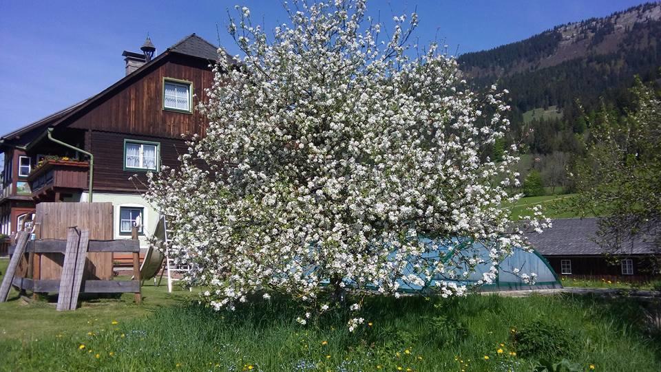 Bunzbauernhof Villa Bad Mitterndorf Bagian luar foto